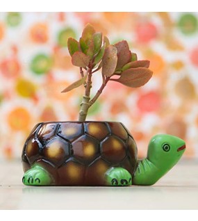 Tortoise Big Ceramic Pots Tortoise Big Ceramic Pots