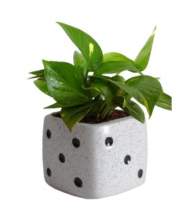 White Dice Ceramic Pot