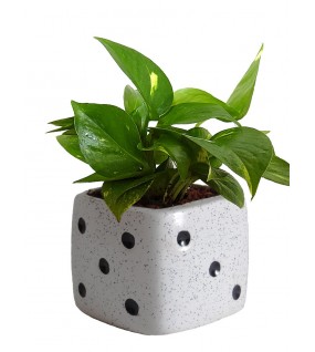 White Dice Ceramic Pot White Dice Ceramic Pot